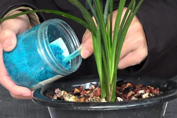 兰花怎么栽培养护，将温度保持在18-30℃