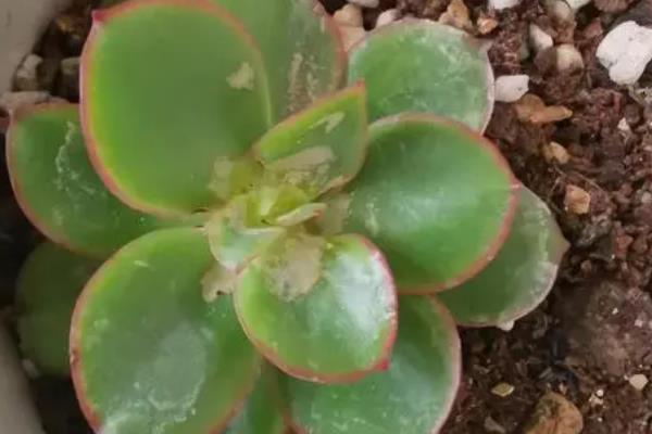 多肉植物介壳虫防治土方法，可以用蒜头、香烟头或风油精等