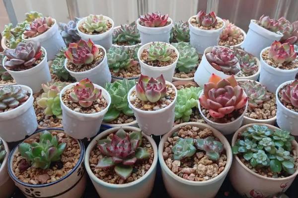 多肉植物介壳虫防治土方法，可以用蒜头、香烟头或风油精等