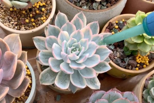 多肉植物介壳虫防治土方法，可以用蒜头、香烟头或风油精等