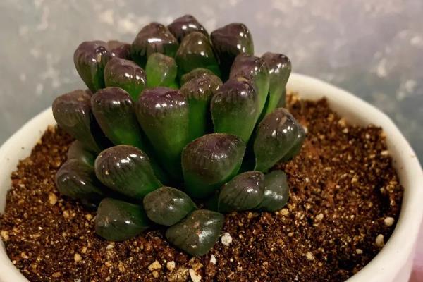 多肉植物介壳虫防治土方法，可以用蒜头、香烟头或风油精等