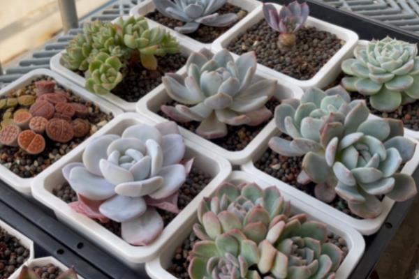 多肉植物介壳虫防治土方法，可以用蒜头、香烟头或风油精等