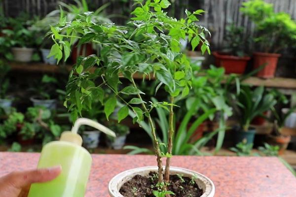 幸福树叶子枯萎如何挽救，需遮挡强光并喷洒药剂