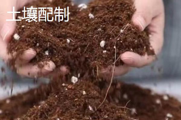 牡丹吊兰只长叶不开花的原因，主要原因就是浇水过于频繁