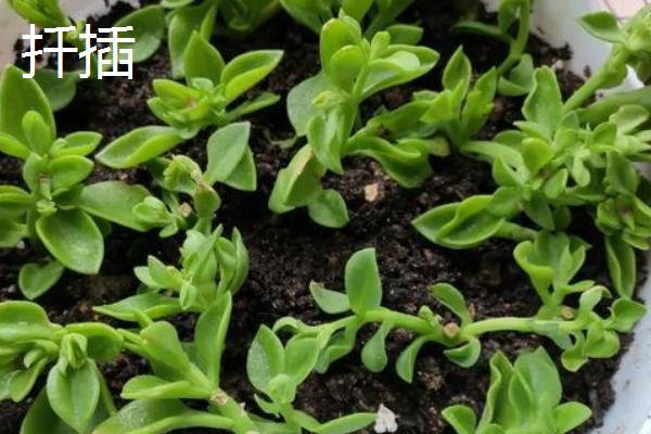 牡丹吊兰只长叶不开花的原因，主要原因就是浇水过于频繁