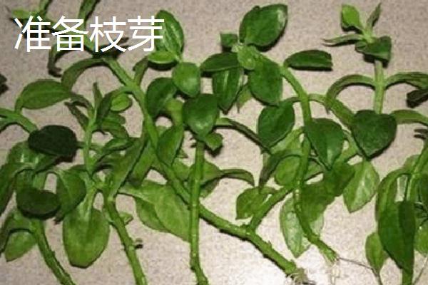 牡丹吊兰只长叶不开花的原因，主要原因就是浇水过于频繁