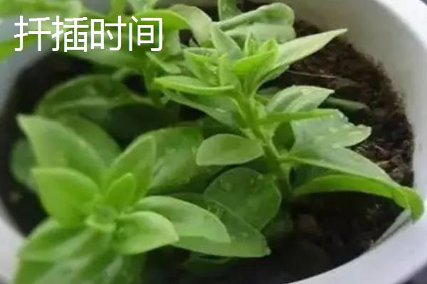牡丹吊兰只长叶不开花的原因，主要原因就是浇水过于频繁