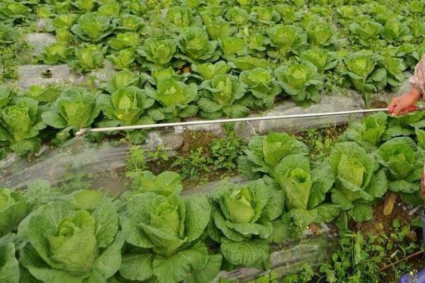 白菜的高产施肥方法，莲座期至结球期要喷施3次磷酸二氢钾