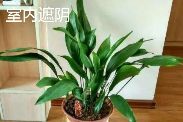 一叶兰是不是灌木，不是灌木而是常绿草本植物