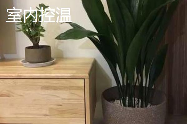 一叶兰是不是灌木，不是灌木而是常绿草本植物