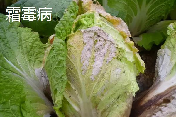 白菜的高产施肥方法，莲座期至结球期要喷施3次磷酸二氢钾