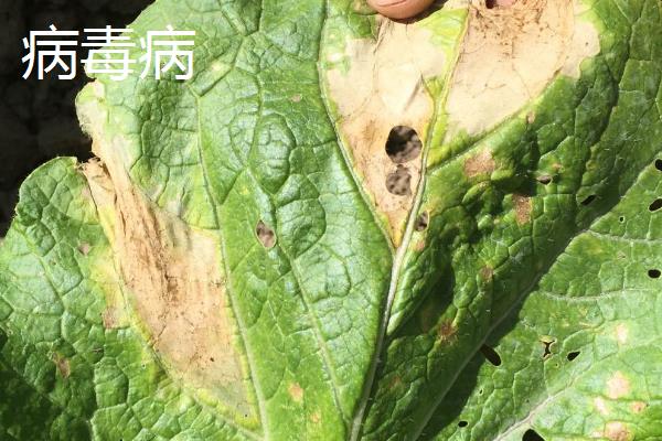 白菜的高产施肥方法，莲座期至结球期要喷施3次磷酸二氢钾