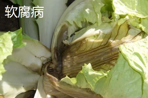 白菜的高产施肥方法，莲座期至结球期要喷施3次磷酸二氢钾