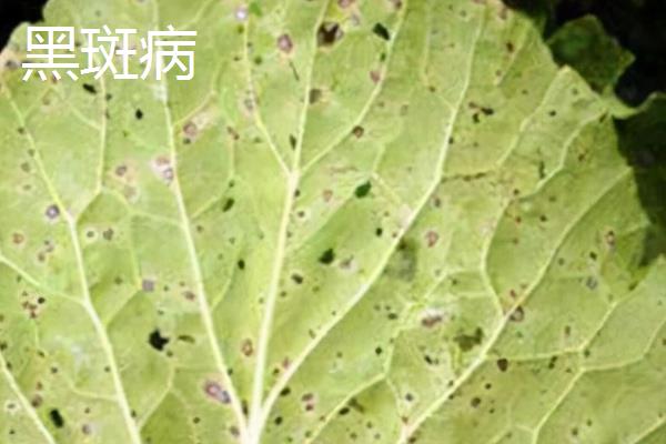 白菜的高产施肥方法，莲座期至结球期要喷施3次磷酸二氢钾
