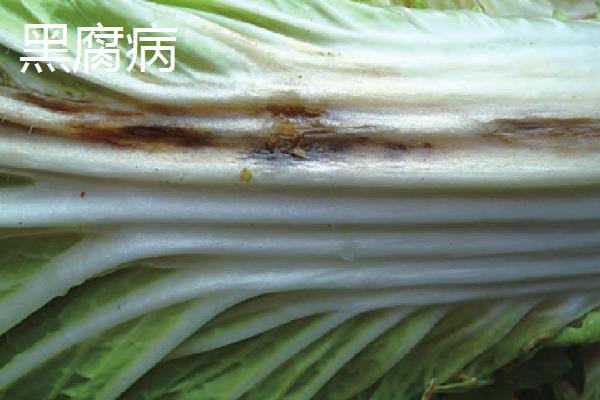 白菜的高产施肥方法，莲座期至结球期要喷施3次磷酸二氢钾