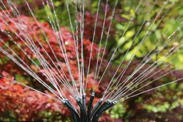 粉黛乱子草的种植方法，可以每隔3-5天给植株浇水一次