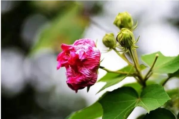 芙蓉花和扶桑花的区别，形态、花期均不同