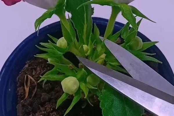芙蓉花和扶桑花的区别，形态、花期均不同