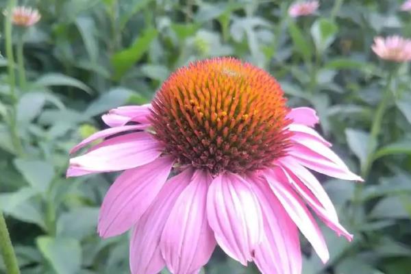 夏天养护松果菊的方法，要放在凉爽通风处并注意遮阴