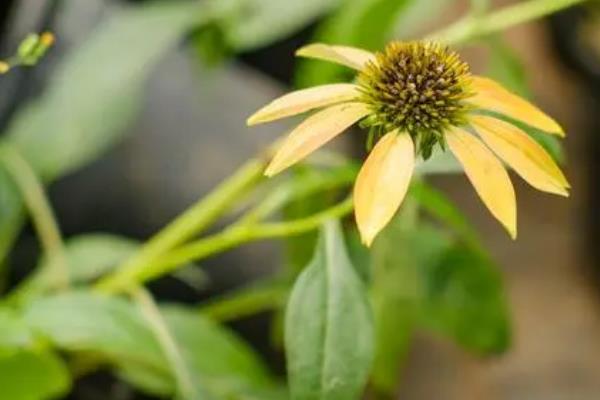 夏天养护松果菊的方法，要放在凉爽通风处并注意遮阴