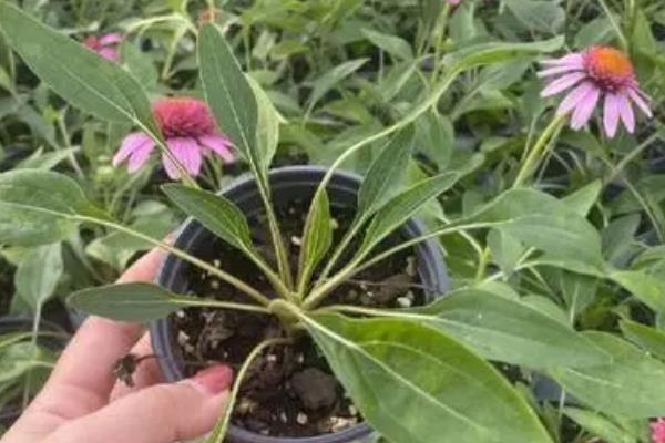 夏天养护松果菊的方法，要放在凉爽通风处并注意遮阴