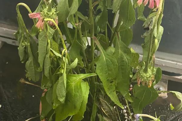 夏天养护松果菊的方法，要放在凉爽通风处并注意遮阴