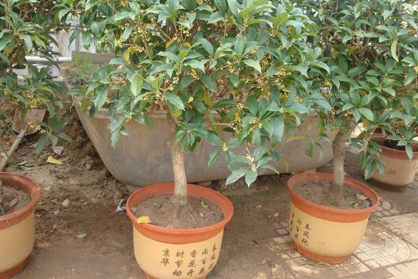 桂花为什么不开放，光照过强、缺少养分、温度不适均会造成