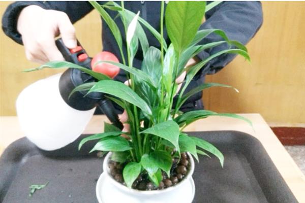 冬天怎么养一帆风顺花，将温度维持在10℃以上