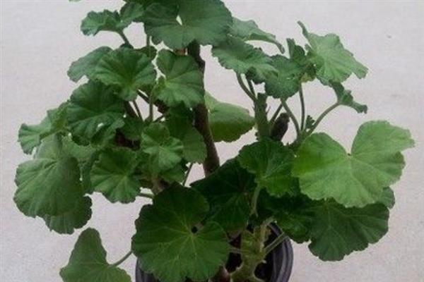 天竺葵能不能四季开花，天竺葵花期为5-7月份