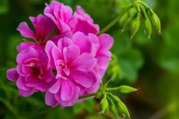 天竺葵能不能四季开花，天竺葵花期为5-7月份