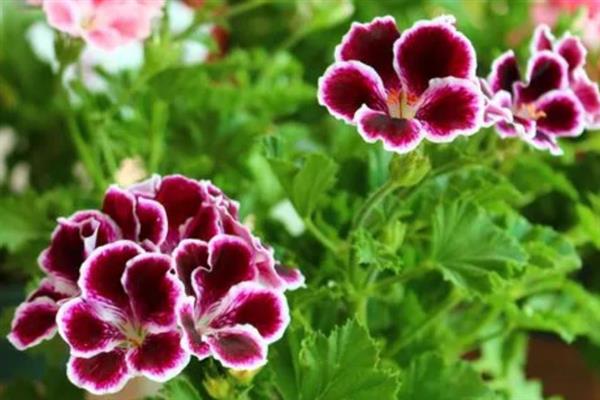 天竺葵能不能四季开花，天竺葵花期为5-7月份