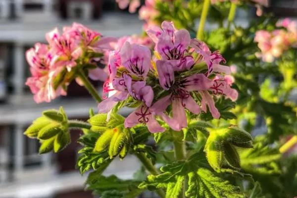 天竺葵能不能四季开花，天竺葵花期为5-7月份