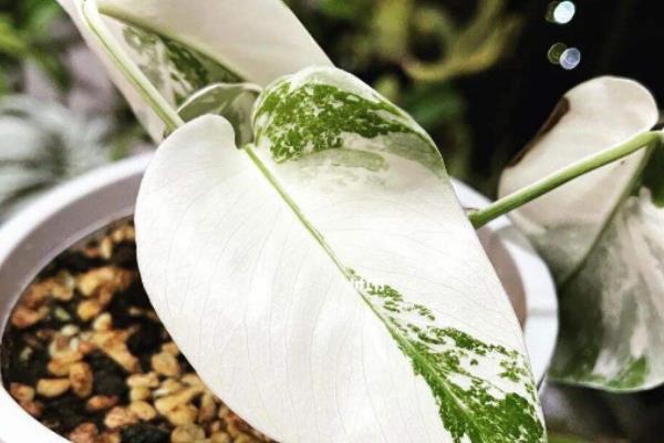 白锦龟背竹为什么贵，其栽培时间长且对环境要求高