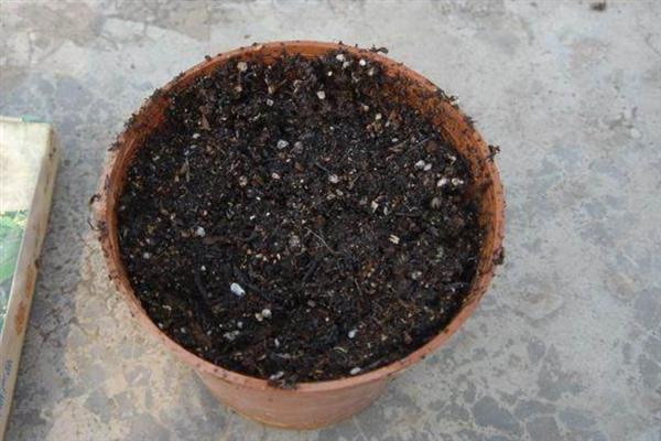 捕蝇草如何养殖，温度保证在22-28℃比较合适