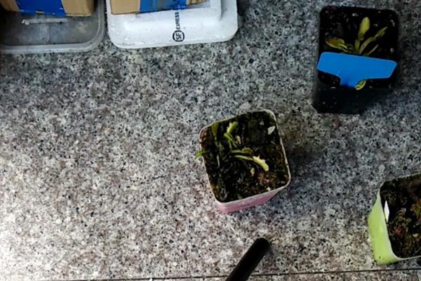 捕蝇草如何养殖，温度保证在22-28℃比较合适