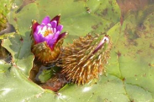 芡实简介，是一年生的水生草本植物
