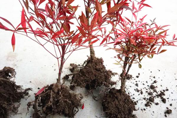 红叶竹怎么养殖，春秋季节每隔3天左右浇一次水