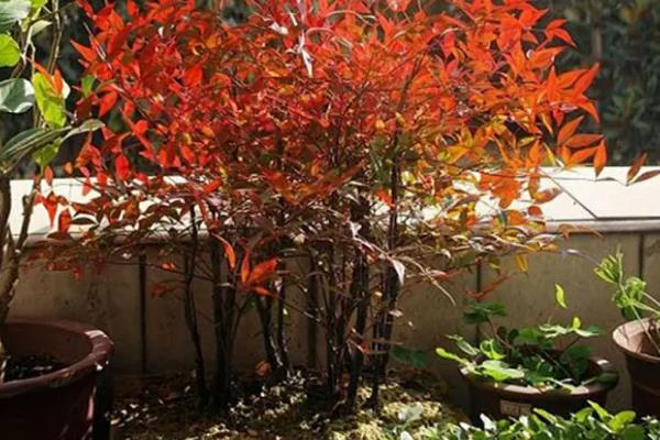 红叶竹怎么养殖，春秋季节每隔3天左右浇一次水