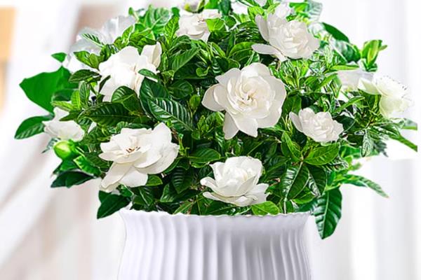 栀子花盆栽能放在卧室吗，花香味浓烈放卧室容易导致失眠