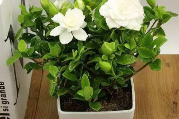 栀子花盆栽能放在卧室吗，花香味浓烈放卧室容易导致失眠