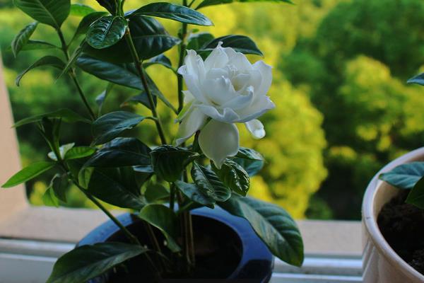 栀子花盆栽能放在卧室吗，花香味浓烈放卧室容易导致失眠