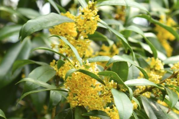 院子里能否栽培桂花树，适合栽在光照充足的庭院中