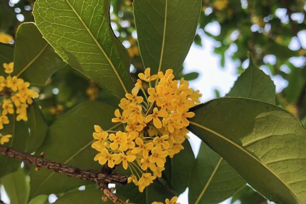 院子里能否栽培桂花树，适合栽在光照充足的庭院中