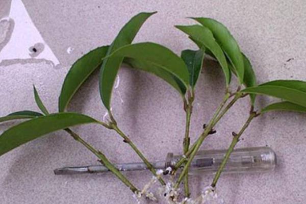 院子里能否栽培桂花树，适合栽在光照充足的庭院中