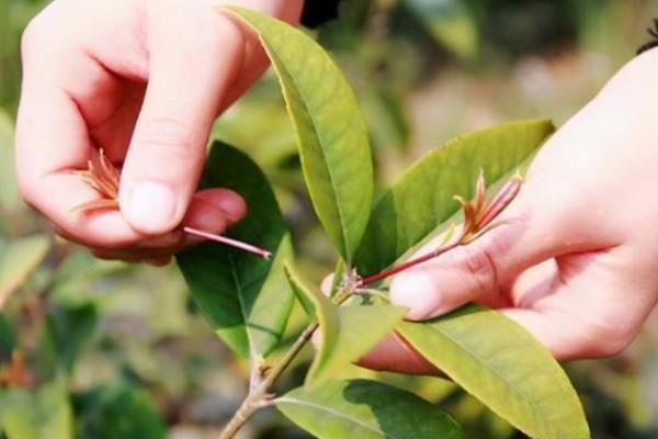 院子里能否栽培桂花树，适合栽在光照充足的庭院中