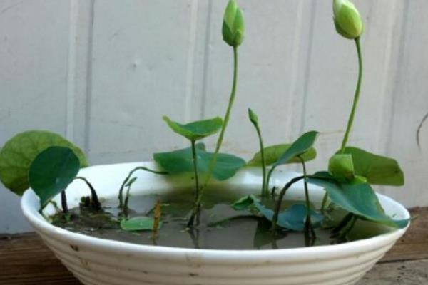 水养荷花不开花的原因，可能是提供的光照不足或密度过大等