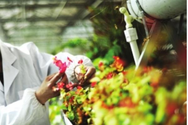 大花海棠的养护要点，生长的温度在18-20℃左右