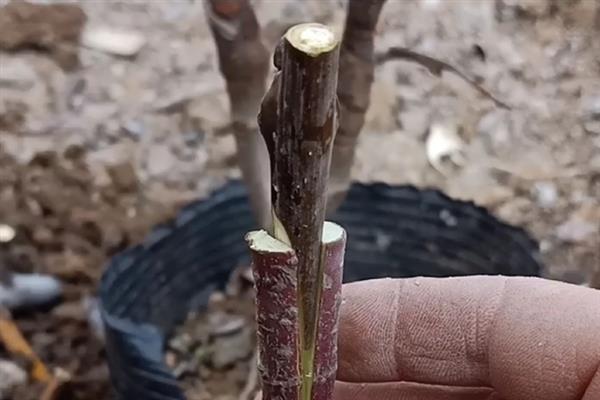 楸子是海棠果吗，是同一种果实