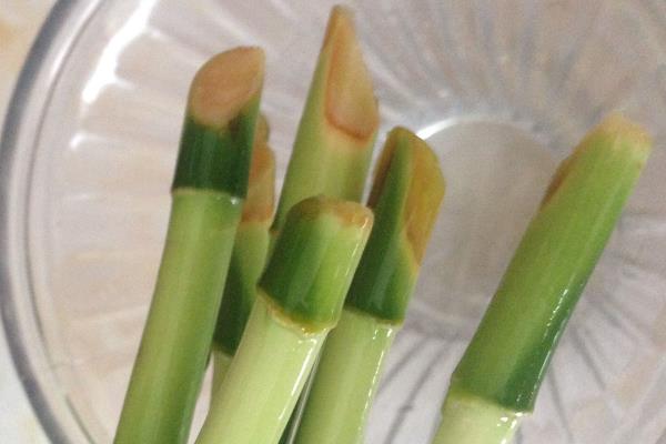 怎么养新买的富贵竹，水养之前要适当修剪