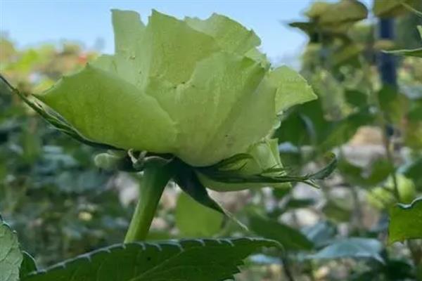 淡绿色玫瑰花的品种介绍，是碧海蓝天